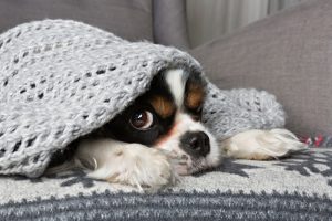 dog-under-blanket-cold-home